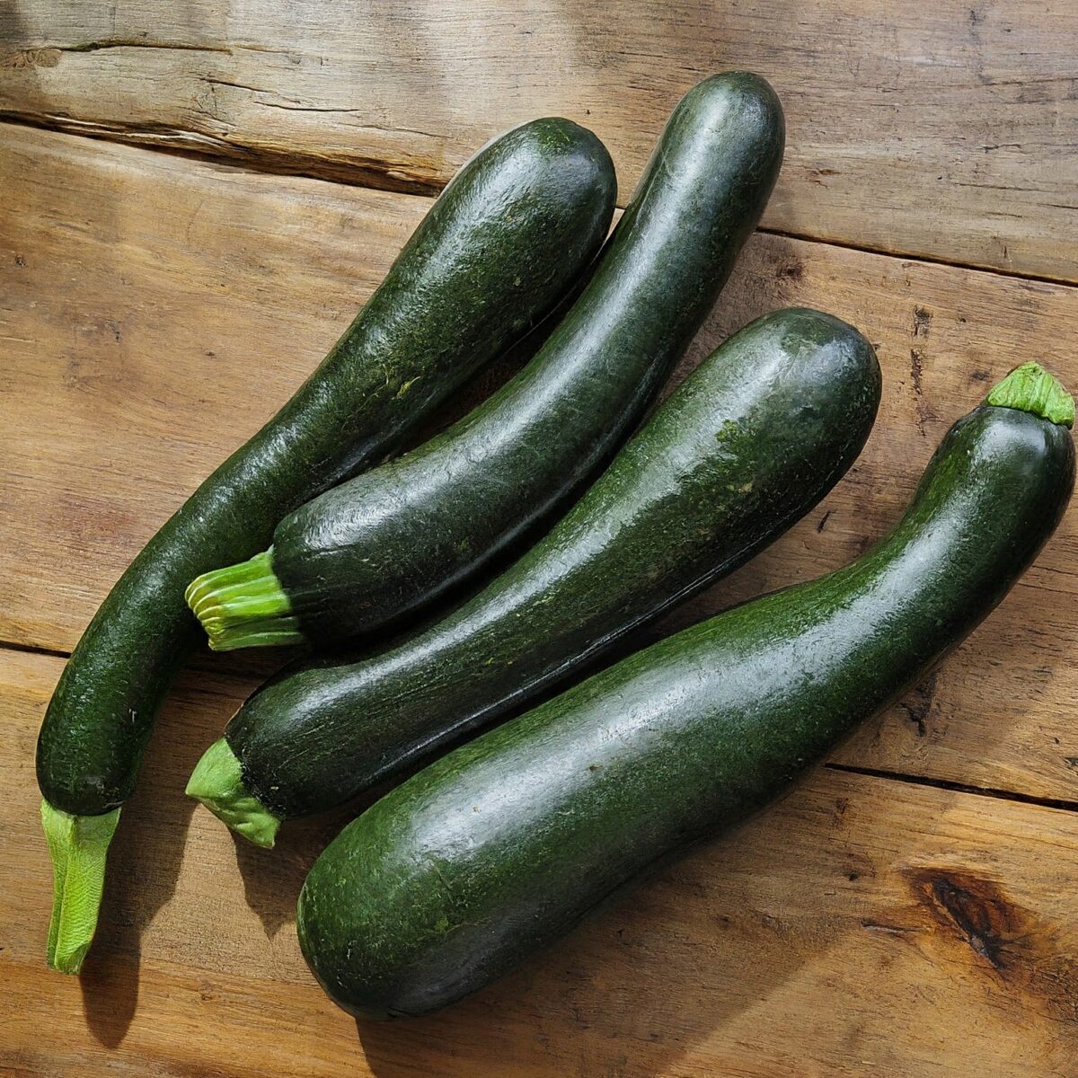 Black Beauty Zucchini